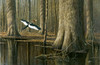 Still Flying Poster Print - Wilhelm Goebel