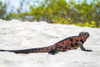 Ecuador-Galapagos National Park-Espanola Island-Gardiner Bay. Marine iguana on beach. Poster Print - Gallery Jaynes