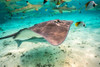 French Polynesia- Bora Bora. Black tip reef sharks and stingray. Poster Print - Gallery Jaynes