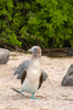 Ecuador-Galapagos National Park-Isla Lobos. Blue-footed booby dancing. Poster Print - Gallery Jaynes