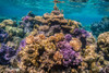French Polynesia- Bora Bora. Close-up of coral garden. Poster Print - Gallery Jaynes