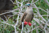 Ecuador-Galapagos National Park-Genovesa Island. Red-footed booby in tree. Poster Print - Gallery Jaynes