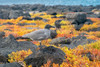 Ecuador-Galapagos National Park-Mosquera Island. Lava gull amid portulaca plants. Poster Print - Gallery Jaynes