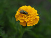 Fly on Yellow Marigold Poster Print - Suzanne Bonin
