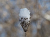 Frosted Wild Carrot Poster Print - Suzanne Bonin