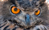 Close-up of Eurasian Owl-California-USA Poster Print - Betty Sederquist