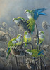 Parakeet Treat Poster Print - Wilhelm Goebel