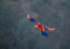 Red and Gold Macaw flying-Lotus-California-USA. Poster Print - Betty Sederquist