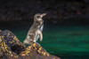Ecuador-Galapagos National Park-Bartolome Island. Galapagos penguin close-up. Poster Print - Gallery Jaynes