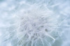 USA-Washington-Seabeck. Dandelion seedhead close-up. Poster Print - Gallery Jaynes