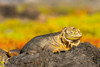Ecuador-Galapagos National Park-South Plaza Island. Shedding land iguana close-up. Poster Print - Gallery Jaynes