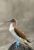 Ecuador-Galapagos National Park-Isla Lobos. Blue-footed booby on rock. Poster Print - Gallery Jaynes