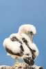 Ecuador-Galapagos National Park-Espanola Island. Nazca booby chick preening. Poster Print - Gallery Jaynes