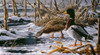 Spring Thaw - Mallards Poster Print - Wilhelm Goebel