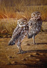 Burrowing Owls Poster Print - Wilhelm Goebel