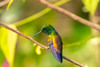 Trinidad. Copper-rumped hummingbird in Yerette refuge. Poster Print - Gallery Jaynes
