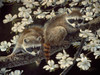 Dogwood Hideout - Young Raccoons Poster Print - Wilhelm Goebel