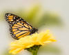 Monarch butterfly on flower Poster Print - George and Theodore
