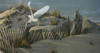 Launch - Snowy Owl Poster Print - Wilhelm Goebel