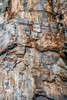Petrified tree-Yellowstone National Park-Wyoming-USA Poster Print - Roddy Scheer