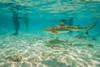 French Polynesia- Bora Bora. Black-tip reef sharks near tourists. Poster Print - Gallery Jaynes