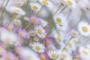 Santa Barbara Daisies I Poster Print - Kathy Mahan