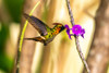 Trinidad. Tufted coquette hummingbird feeding on vervain flower. Poster Print - Gallery Jaynes