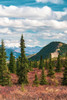 Alaska- Denali National Park. Fall landscape with pine trees and mountain snow. Poster Print - Janet Muir