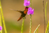 Trinidad. Ruby topaz hummingbird feeding on vervain flowers. Poster Print - Gallery Jaynes