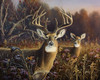 Deer Poster Print - Wilhelm Goebel