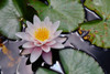 NZ Waterlily Poster Print - Vizvary Photography Susan