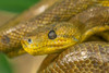Trinidad-Caroni Swamp. Cooks tree boa close-up. Poster Print - Gallery Jaynes