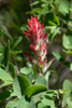 Giant red Indian paintbrush-Lakeshore Trail-Colter Bay-Grand Tetons National Park-Wyoming-USA Poster Print - Roddy Scheer