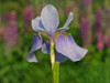 Violet Blue One Poster Print - Suzanne Bonin