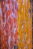 Sedona- Arizona. Cottonwood tree Poster Print - Jolly Sienda