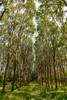Through The Trees In Color Poster Print - Vizvary Photography Susan