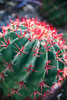 Apache Junction- Arizona- USA- Flowering cactus Poster Print - Jolly Sienda