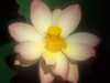 Water Lily Poster Print - Vizvary Photography Susan