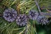 Lodgepole pine cones and needles-Lakeshore Trail-Colter Bay-Grand Tetons National Park-Wyoming Poster Print - Roddy Scheer