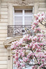 Spring Magnolias in Paris Poster Print - Carina Okula