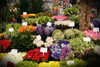 Flower Mart Poster Print - Vizvary Photography Susan
