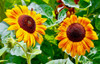 Double Sunflower Poster Print - Vizvary Photography Susan
