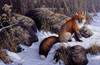 Mid Winter Pause - Red Fox Poster Print - Wilhelm Goebel