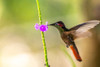 Trinidad. Ruby topaz hummingbird-feeding on vervain flower. Poster Print - Gallery Jaynes