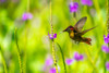 Trinidad. Ruby topaz hummingbird feeds on vervain flower. Poster Print - Gallery Jaynes