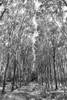 Through The Trees Poster Print - Vizvary Photography Susan