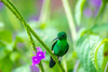 Trinidad. Copper-rumped hummingbird on limb. Poster Print - Gallery Jaynes