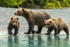 Alaska- Lake Clark. Mom and two cubs walking along the shoreline. Poster Print - Janet Muir