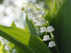 May Lilies Poster Print - Suzanne Bonin