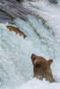 Alaska- Brooks Falls. Grizzly ear at the base of the falls watching a fish jump. Poster Print - Janet Muir